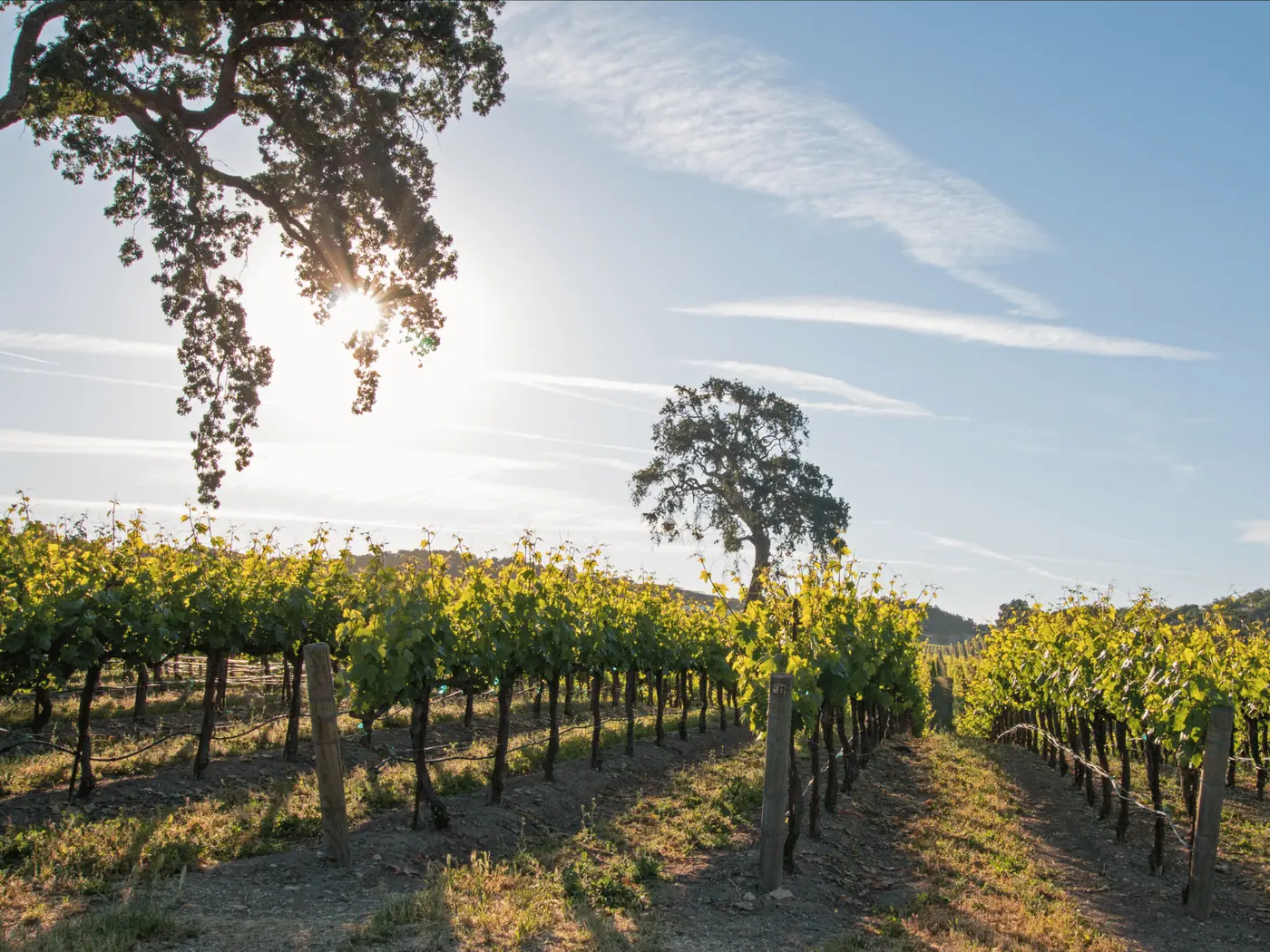 Rebzeilen im Weinberg mit Drahtrahmen im Gegenlicht