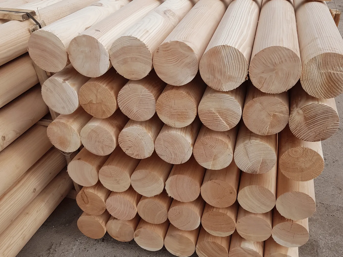 Lariks palissades, lariks