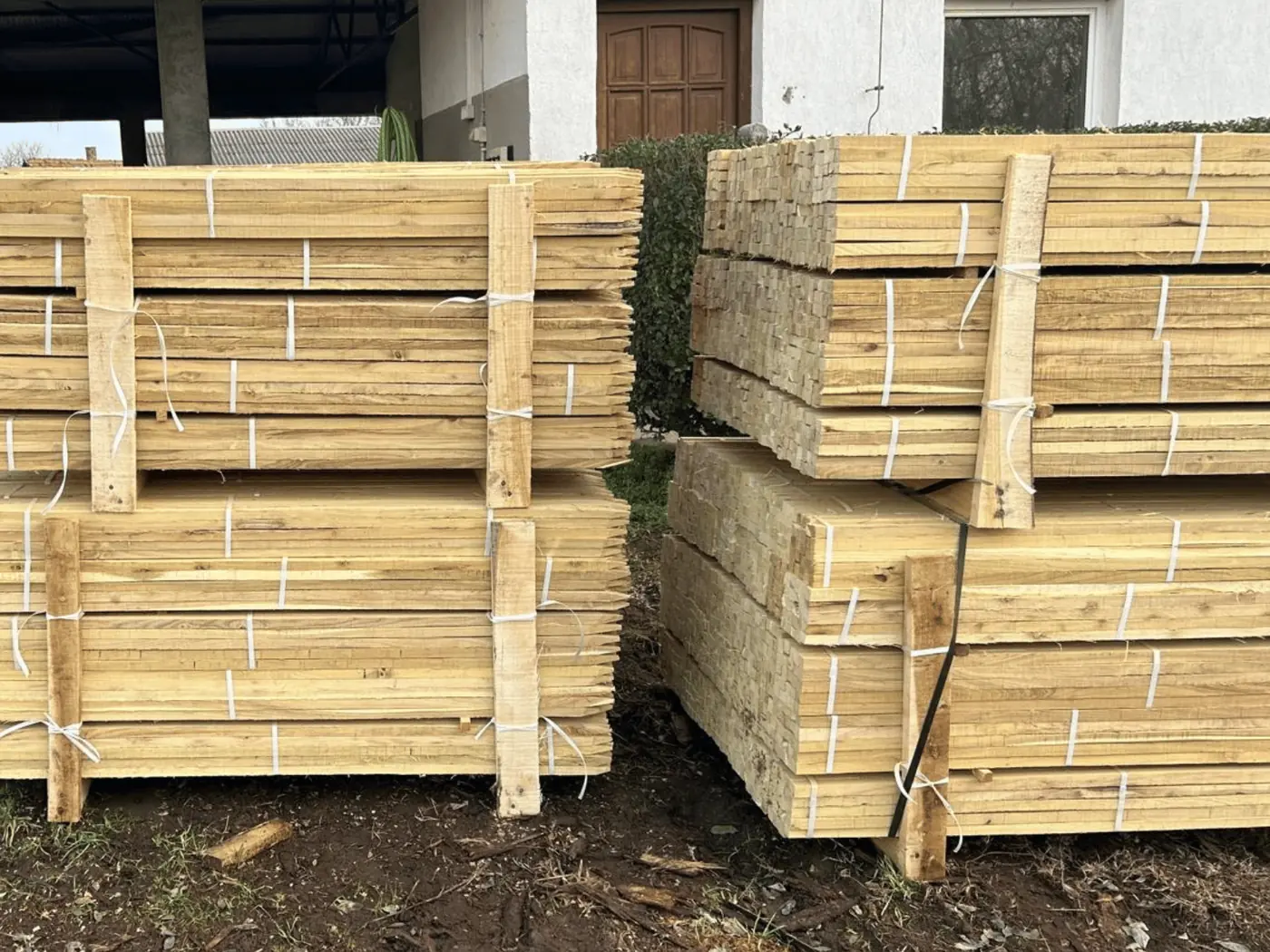 Robinia plantstokken, meerdere bundels op pallets