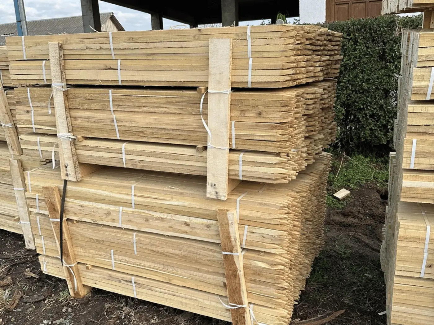 Robinia plantstokken, pallets op het terrein