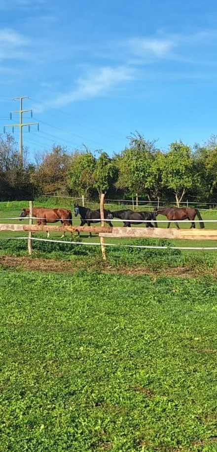 Pferdekoppel mit Bonanza-Zaun