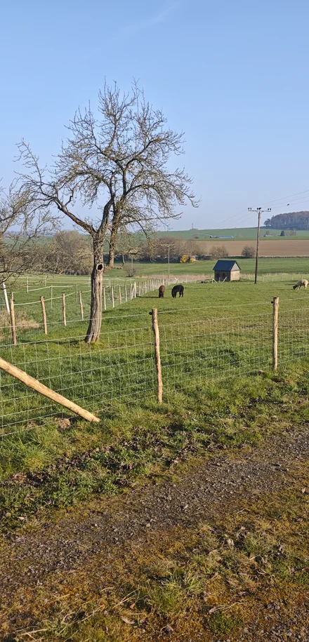 Weidezaun auf der Obstwiese